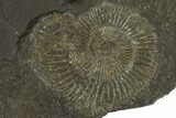 Dactylioceras Ammonite Cluster - Posidonia Shale, Germany #100256-1